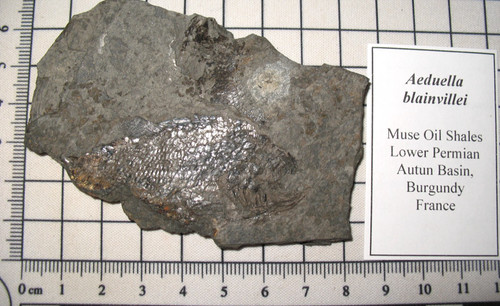 Permian fish fossil muse - fossil,