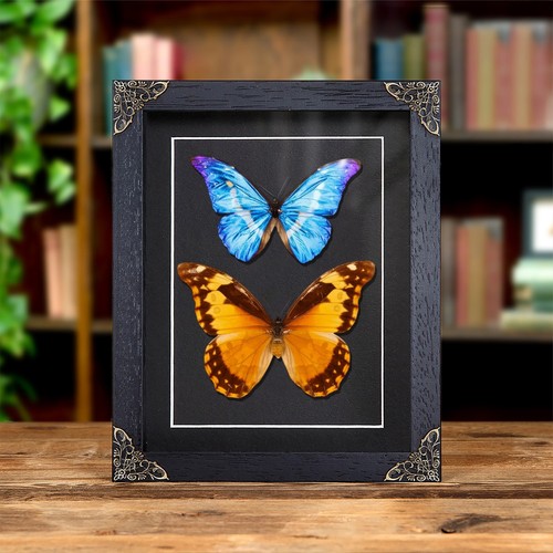 Helena morpho butterfly male - helena,