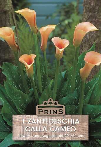 Zantedeschia cameo calla - 'cameo',