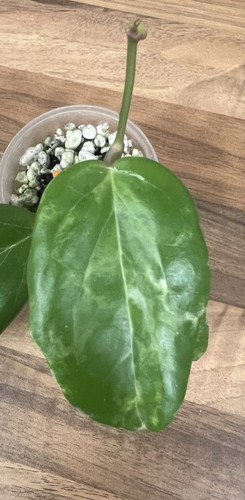 Hoya candy top cutting - candy,