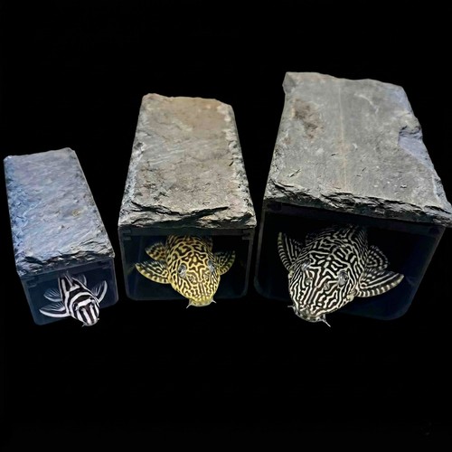 Natural slate roof pleco - roof,