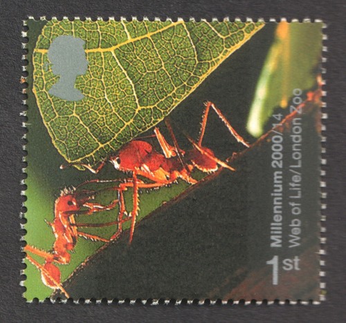 2000 1st leaf cutter ants - 2000, leaf-cutter