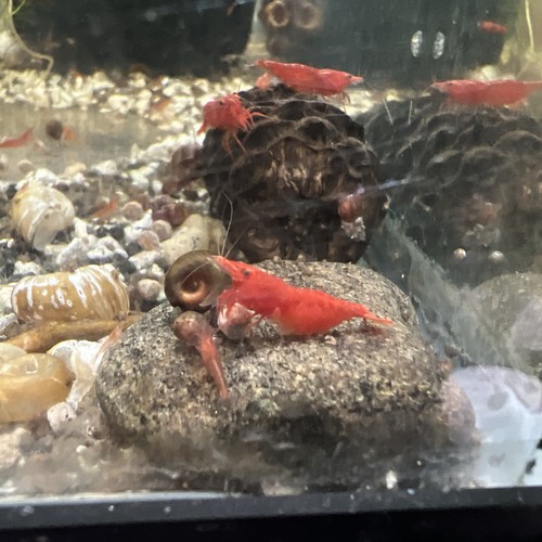 Red cherry shrimp - cherry,