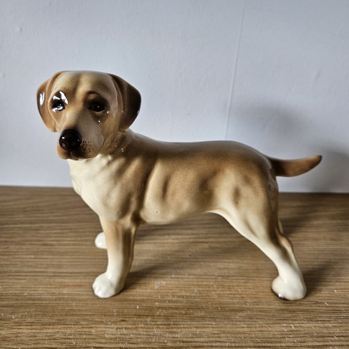 Golden retriever labrador - retriever, dog