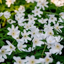 English wood anemone - english, nemorosa