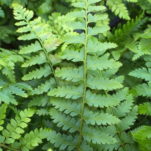 Polystichum braunii brauns - polystichum,