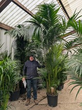 1x10ft kentia palm tree indoor - tree,