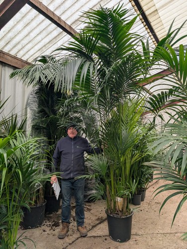 1x10ft kentia palm - kentia, tree