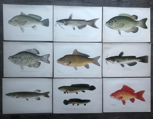 Original antique fish - 9,