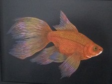 Fancy Goldfish Original