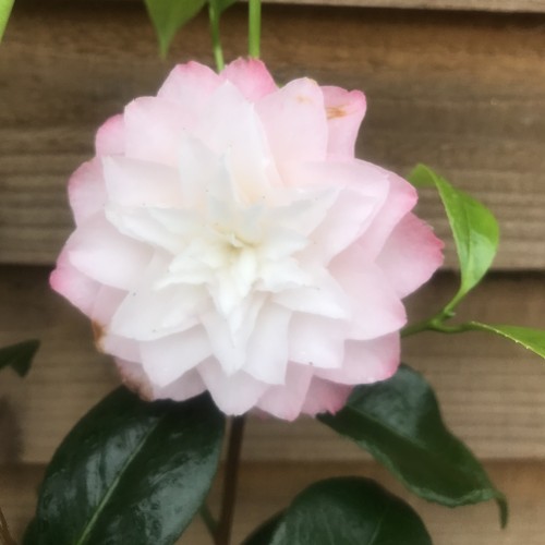 Camellia nuccio pearl 2l - camellia, nuccio's