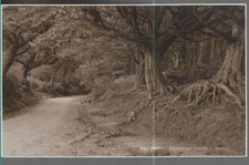 SUPERB OLD JUDGE'S R/P