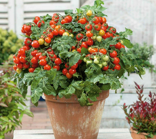 Tiny tim tomato seeds - 15,