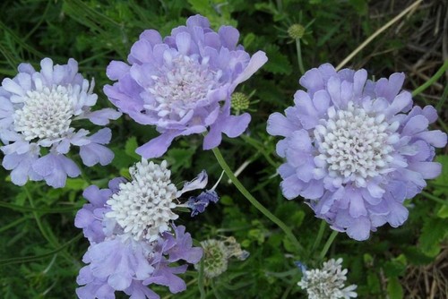 Pack scabiosa - x6, (scabious)
