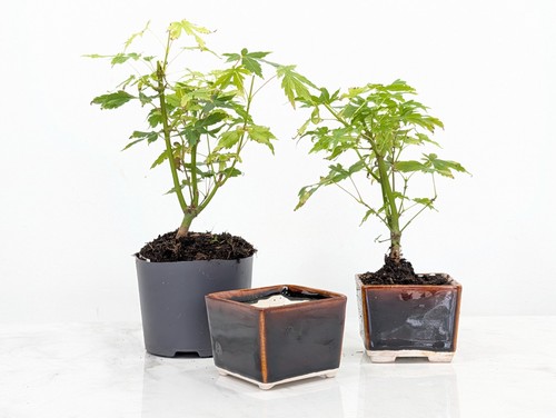 Bonsai starter bundle - starter,
