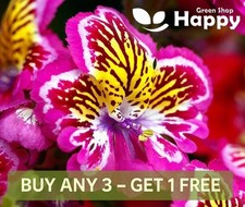 BUTTERFLY FLOWER - ANGEL WINGS
