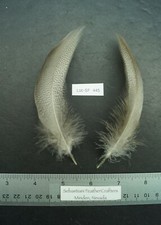 One Pair 5+" Farm Raised Extra Select Bronze Mallard Flanks Lot-SF 445