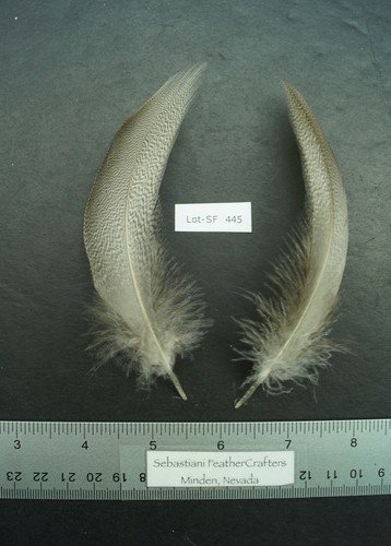 One pair farm - pair, raised