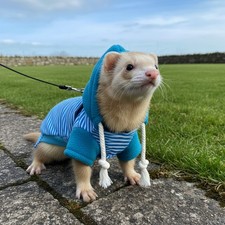 Marshall Leash Jacket Ferret