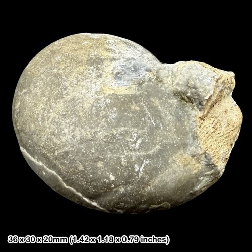 Rare beyrichoceras obtusum - rare,
