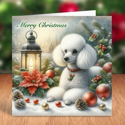 Miniature poodle dog - poodle,