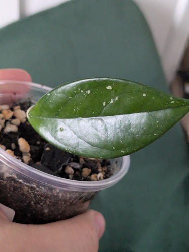 Hoya carnosa wax plant - wax,