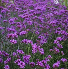 Verbena bonariensis lollipop