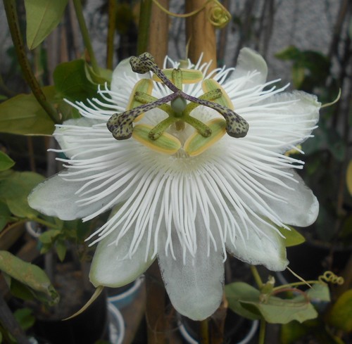 Young passion flower - young,