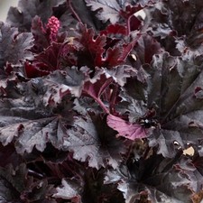 Heuchera TIMELESS NIGHT in a