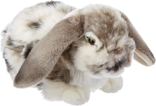 Living nature lop eared - lop, rabbit