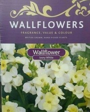 10 x Ivory White Wallflower Plants Beautiful White Display NOT PLUGS