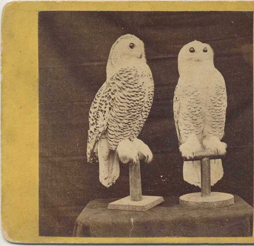 Two mounted snowy owls c1870 - snowy, owls,