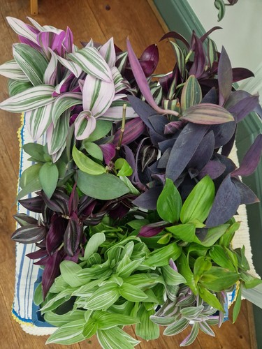 Unrooted tradescantia - unrooted,