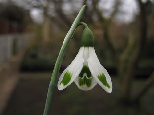 Galanthus turncoat a fine - turncoat,