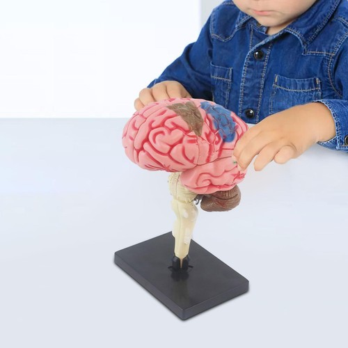 Human brain model easy use - model, to