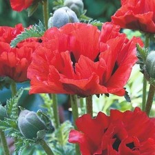 ORIENTAL POPPY “King Kong”