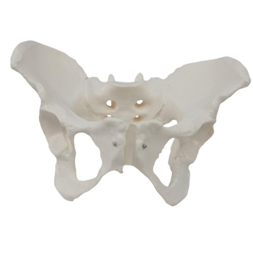 Female pelvis model portable - pelvis,