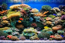 Fish Tank Background Backing