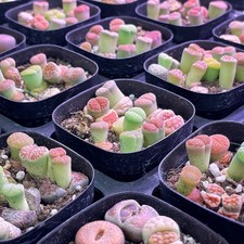 Clearance sale lithops living - clearance,