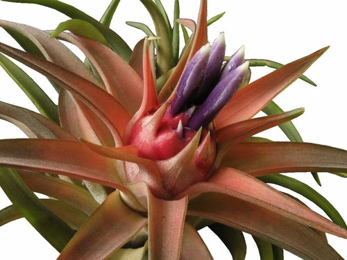 Tillandsia brachycaulos