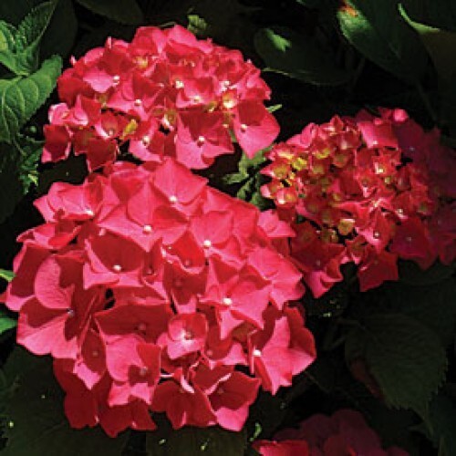 Hydrangea shrub red flowers - hydrangea,