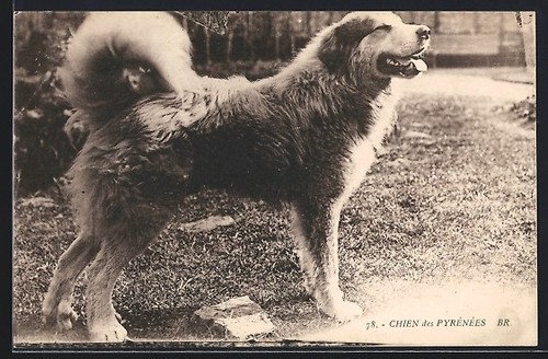 Pyrenean mountain dog standing - pyrenean,