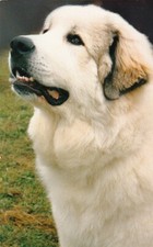 * PYRENEAN MOUNTAIN DOG * Postcard * Postcard # 1
