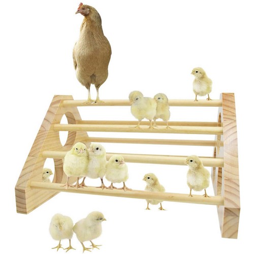 Chicken perch stand roosting - chicken,
