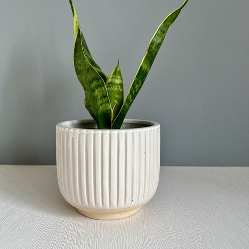 Ceramic plant pots indoor
