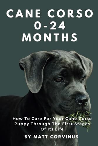 Cane corso months how to - corso, 0-24