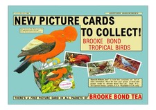 Brooke Bond Advert. 'Adobe