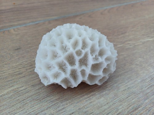 Vintage white coral brain - white,