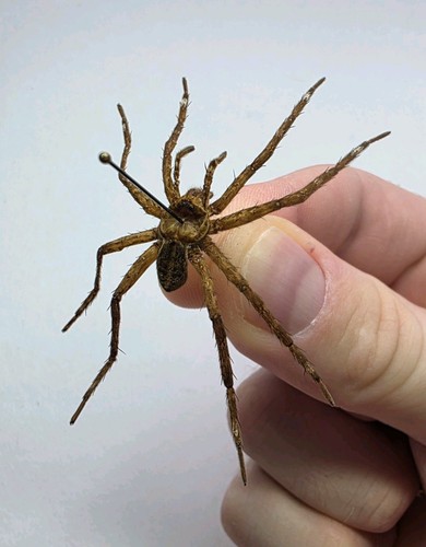 Real handset spider spread - real,