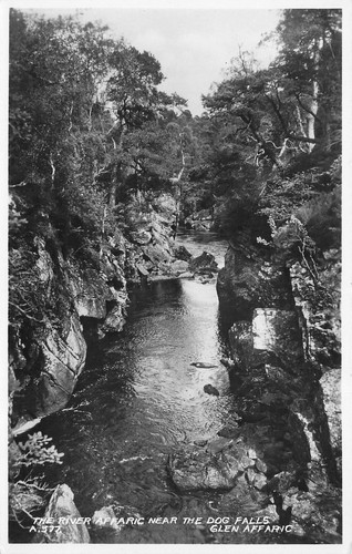 The river affaric near - river, dog